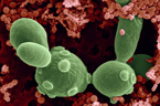 probiotica saccharomyces